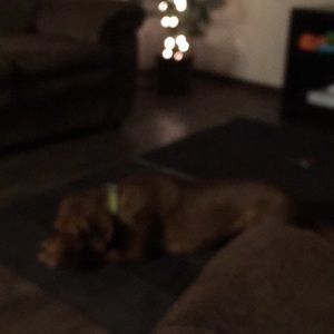 Meet your Posher, Jake